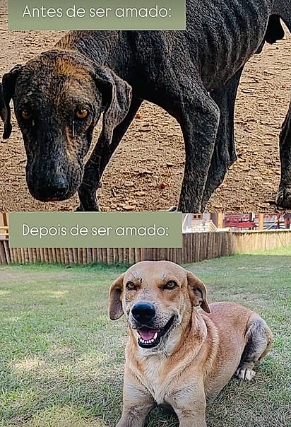 Antes e depois do cão Max.