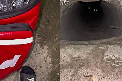 Entregador chega com encomenda para animais que moram na praça, mas eles recusam vir na porta buscar