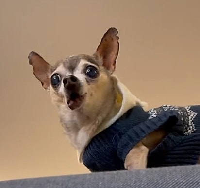 Tatey não tem medo de nada.