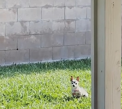 Tatey, um chihuahua idoso com pouco mais de um quilo.