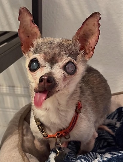 Chihuahuas, assim como Tatey, têm um temperamento marcante. 