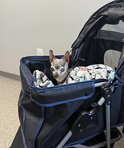 Hoje, o cãozinho é o chefe da casa.