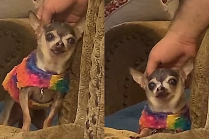 Chihuahua idoso é esquecido no quintal após mudança, mas história muda após família dos sonhos aparecer