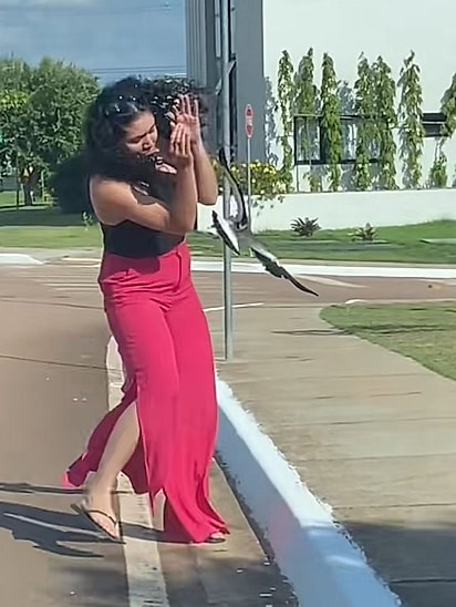 A mãe quero-quero defendendo seu filhote.