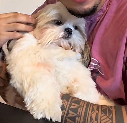 Ogui, um cão da raça shih-tzu.