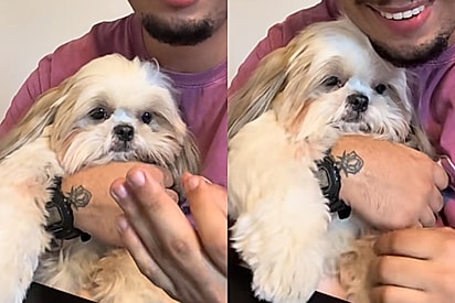 Tutor relembra que seu cão foi devolvido duas vezes e shih-tzu Ogui demonstra que isso é um assunto delicado