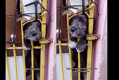 Oito meses de espera: cadela que implorava por ajuda continua em abrigo