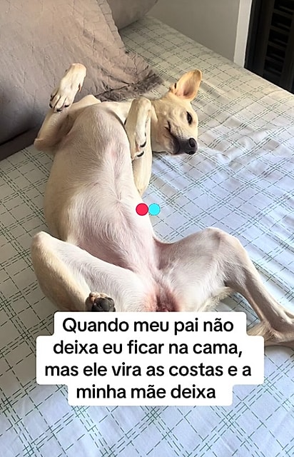 Lady ama deitar na cama dos tutores.