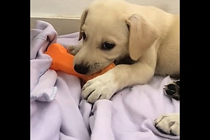 Moça adota filhote achando que era labrador e meses depois descobre que é uma edição limitada.