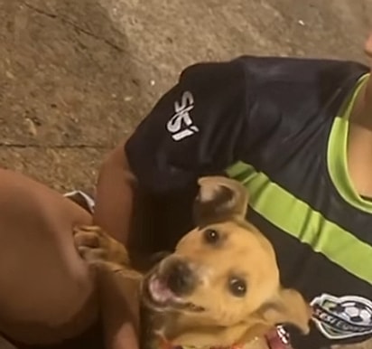 Pipoca tranquila, mascando um pedaço de osso.