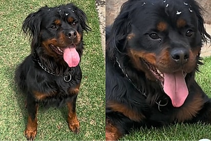 Tutura mostra sua cachorra Rottweiler peluda e fofura ganha milhares de likes: O gene recessivo mais lindo.