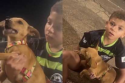 Mãe nega pedido de filho para adotar cachorra encontrada na rua, mas ele não desiste e usa o melhor argumento