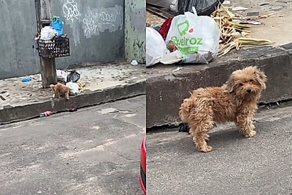 Tão pequenininho: Moça toma atitude após encontrar cão solto comendo lixo e dona aparecer em seguida