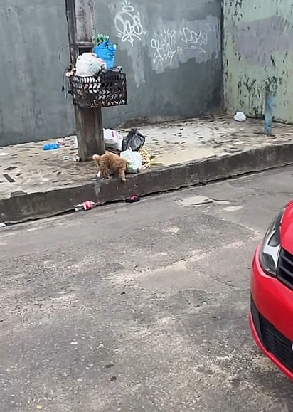 O cãozinho estava revirando o lixo.