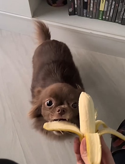 Canelinha comendo a casca da banana, em vez da banana.