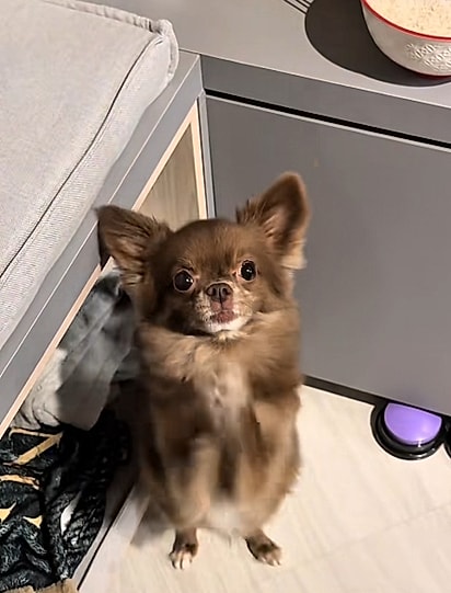 Canelinha pedindo por favor com as patinhas.