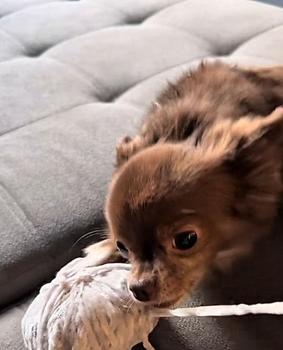 Canelinha atrapalhando a tutora enquanto ela tenta fazer crochê.