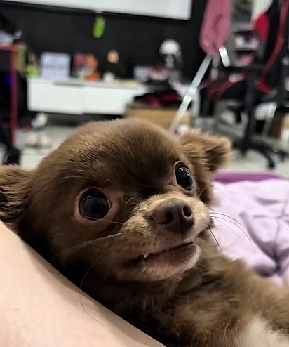 Canelinha não gosta de trabalhar em equipe.