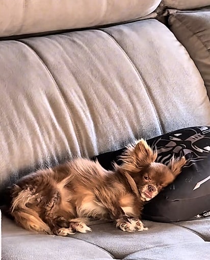 Canelinha dormindo tranquilamente no sofá.