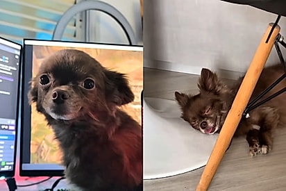 Conheça Canelinha, cachorrinho chihuahua que jamais poderia trabalhar CLT: Puxa o tapete dos colegas