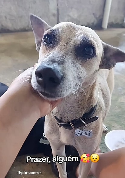 Os resgatados de Paloma vivem felizes e cheios de amor.