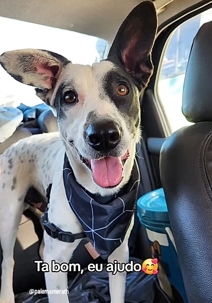 Paloma resgatou 14 bichinhos e cuida de vários outros que vivem na rua.