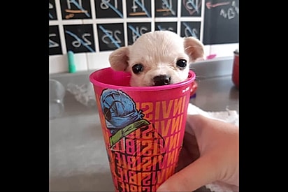 Família pega filhotinha achando que era Chihuahua, mas pet fica muito diferente e com detalhe único.