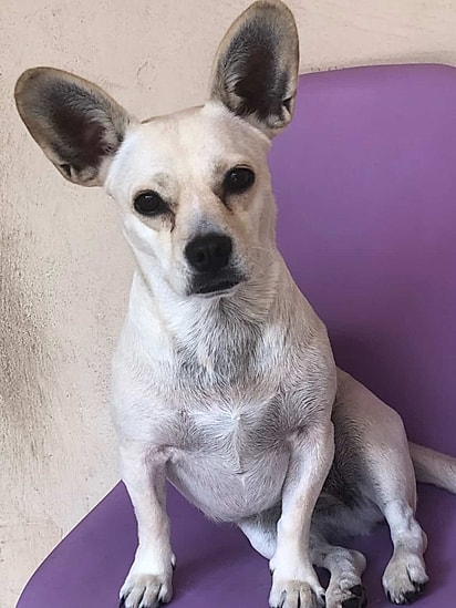 Guadalupe é uma cachorrinha doce e cheia de alegria, que conquista todo mundo por onde passa.