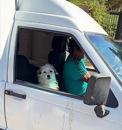 Cão Lucho, no carro, com o pai dele.