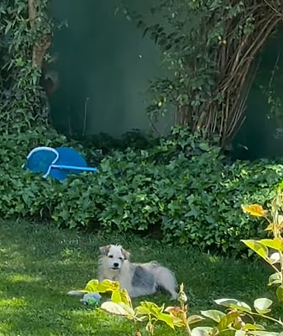 Lucho brincando com os brinquedos da cadela da casa.