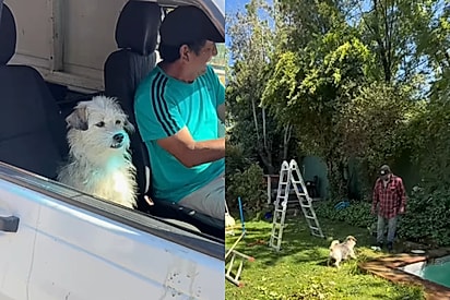 Dupla perfeita: Jardineiro fica famoso por trabalhar acompanhado de cachorrinho