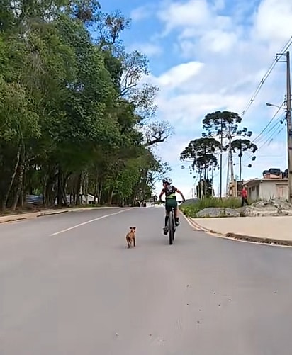 A cachorrinha seguiu a família até em casa.