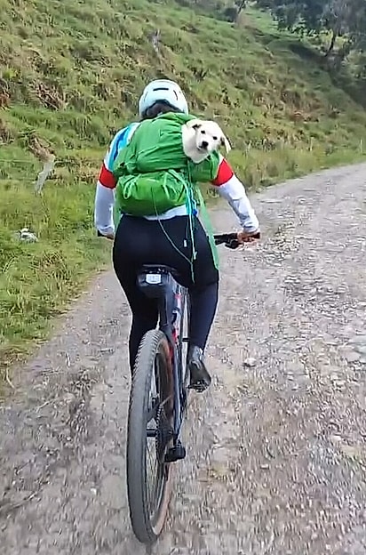A cachorrinha abandonada sendo carregada pela ciclista na mochila.