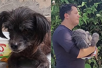 Esposa flagra como está o marido que não queria dar lar temporário para cachorrinha resgatada e cena encanta