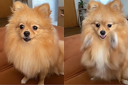 Conheça Cloe, cachorrinha da raça pufavor que veio da cidade de Coitadolândia.