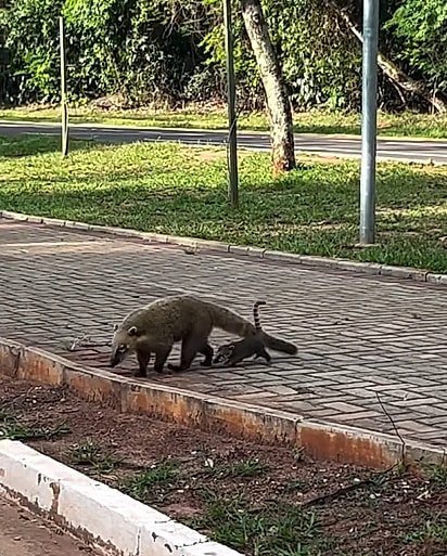 Uma mamãe quati tentava atravessar a rua com seu filhote.