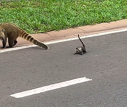 O filhote curioso com a bicicleta.