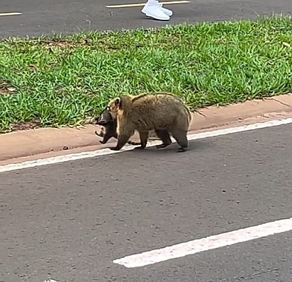 A mãe quati, já sem paciência.