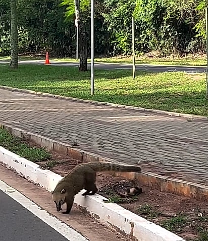 O filhote tropeçou no meio-fio e deu uma cambalhota.