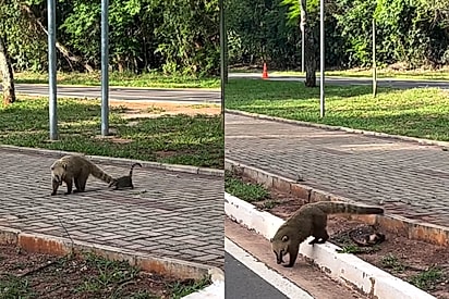 Pedestre flagra como mamãe quati trata filhote que caiu no caminho e carinho chama atenção