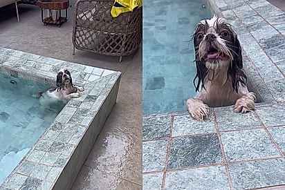 E teve boatos de que estava na pior: Conheça Luna, shih-tzu que ficou famosa por viver o melhor da vida