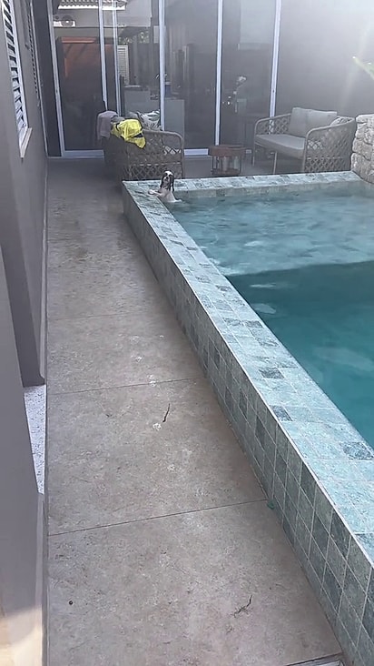 A cachorrinha estava com muito calor.