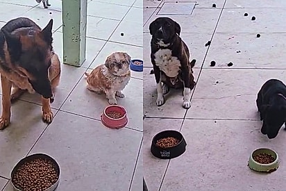 Que assim seja: Homem faz momento de oração com os pets antes da refeição e vídeo viraliza