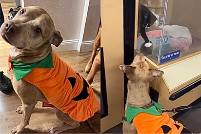 Mulher vai à petshop com seu pitbull, sem imaginar que por causa dele voltaria com um novo membro para a família.