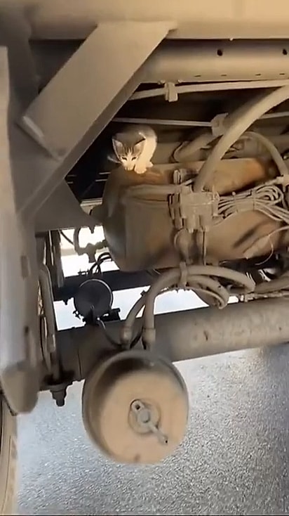 A gatinha estava na suspensão do caminhão.