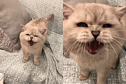 Tutora grava seu gato falando e internautas relatam comportamentos estranhos de seus gatos após ouvirem o áudio.