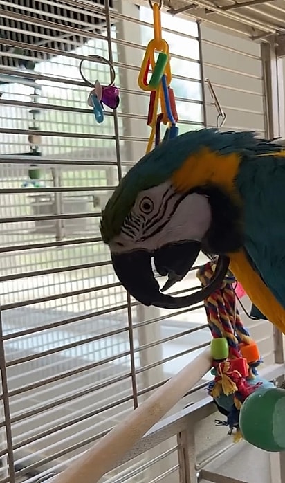 A ave estava com o bico encostando no peito.