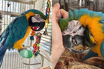 Ave negligenciada, com o bico encostando no peito, finalmente encontra amor.