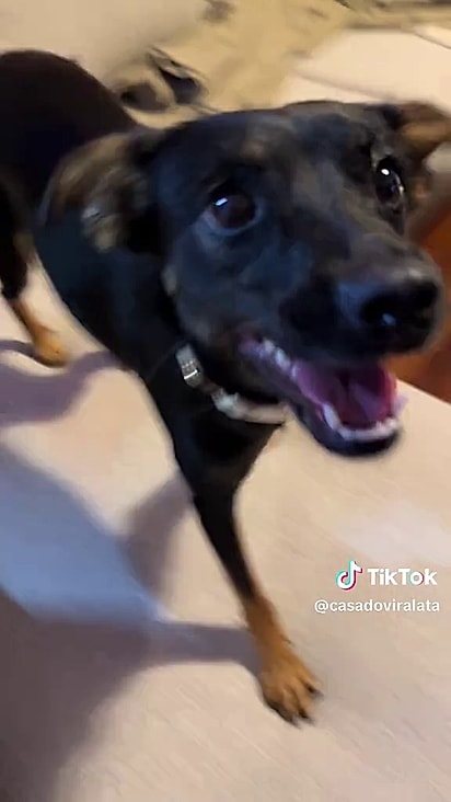 O protetor ficou feliz em vê-la tão confiante no novo lar.