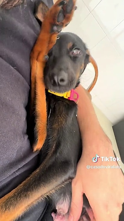 A cachorrinha chegou ao abrigo prenha.